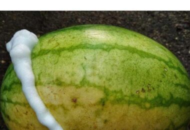 NEW YORK CHEESECAKE - All easy recipes